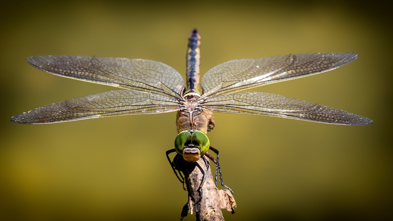 Dragonfly, close-up of compound eyes