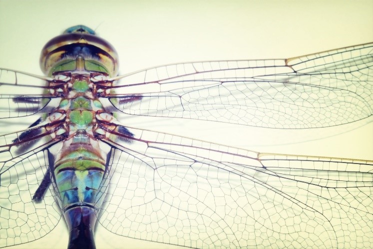 Dragonfly close-up